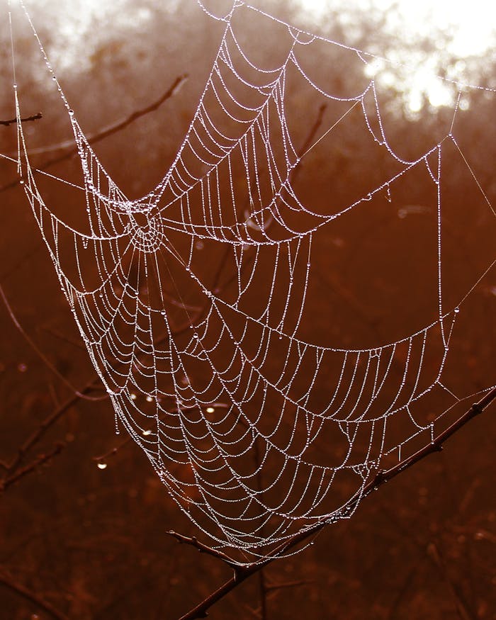 Close-up of a spider web with dewdrops in a natural setting, capturing a tranquil moment.